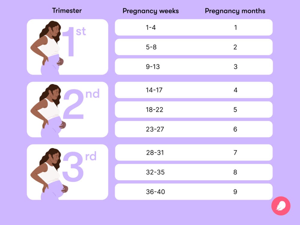 Pregnancy weeks to months how far along am i 